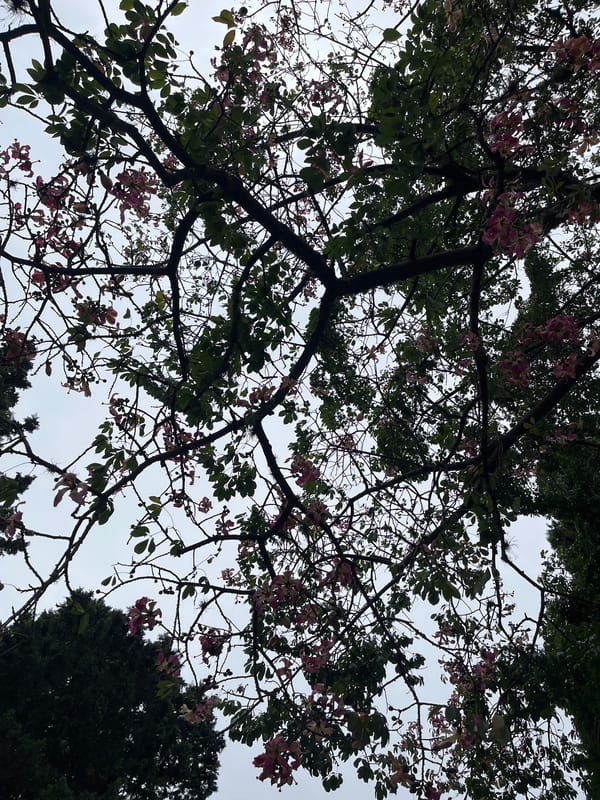 Spring blooms and self-filming captured in suburban Llavallol