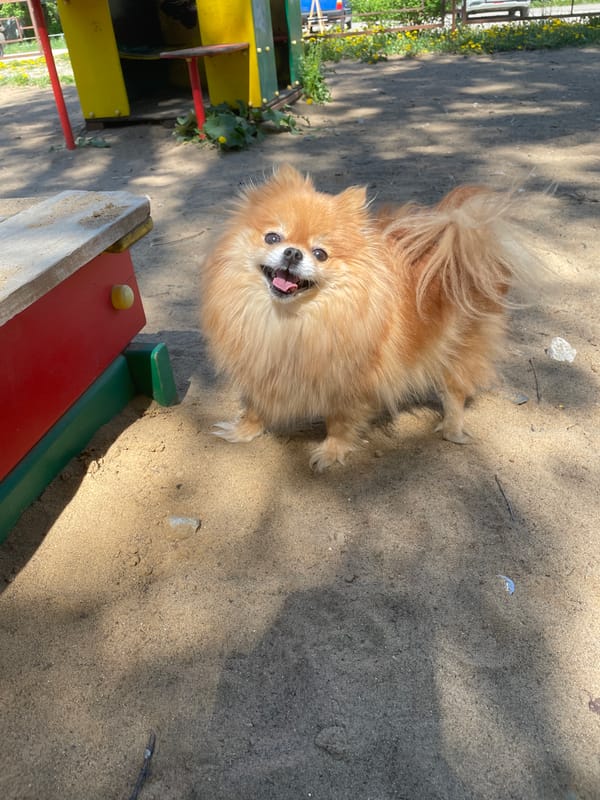 Family playground visit with Pomeranian in Perm, Russia