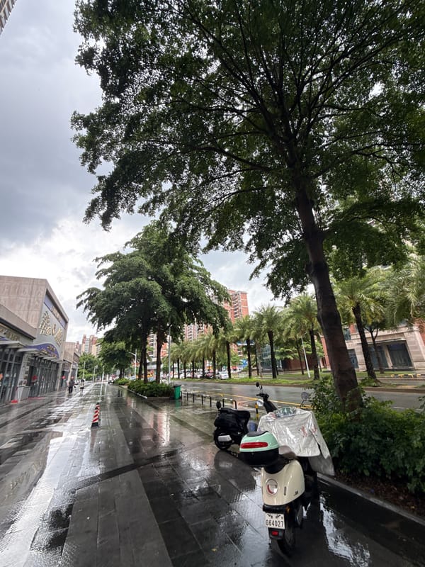 Rainy morning in Huizhou: street scenes, sunflowers, and small finds