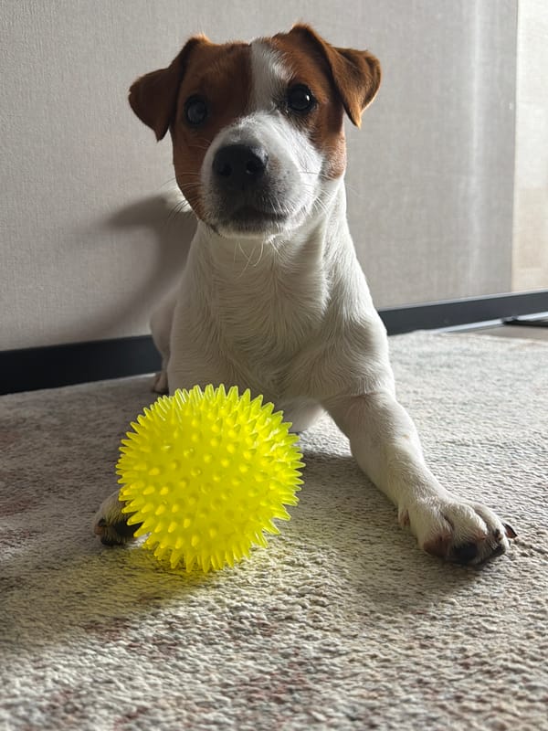 Jack Russell Terrier and a yellow ball, Moscow apartment floor