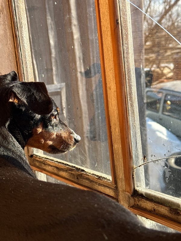 Early morning domestic moments with dog and resident in Russia
