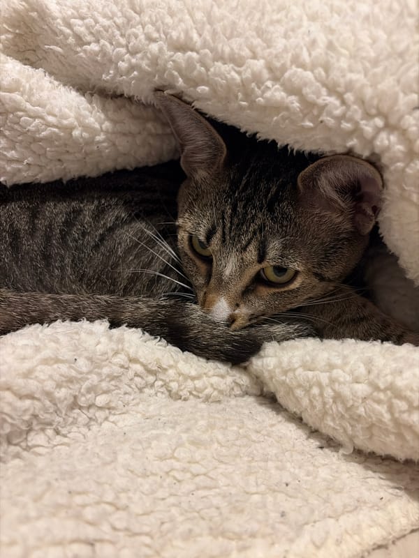 Tabby cat naps documented over two hours in Sofia