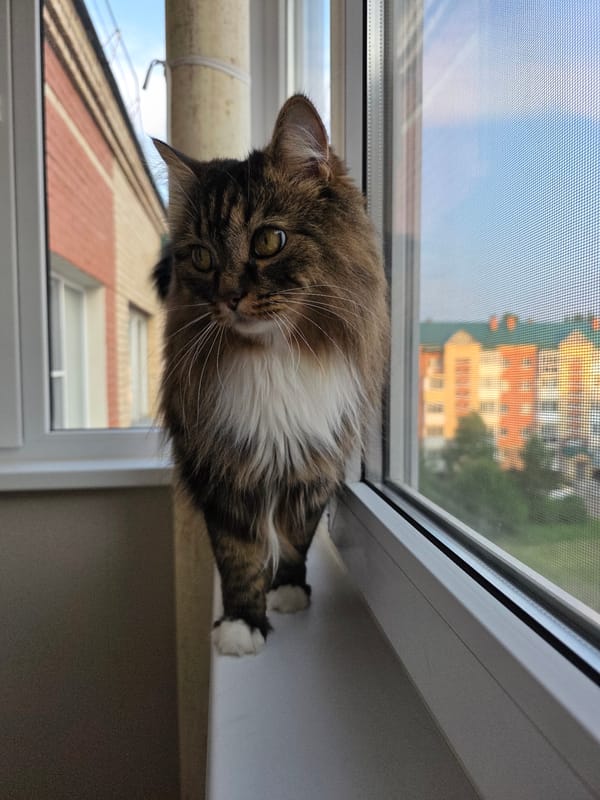 Tabby cat watches Omsk from an apartment windowsill