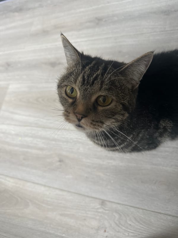 Tabby cat photographed in multiple poses during Stavropol morning