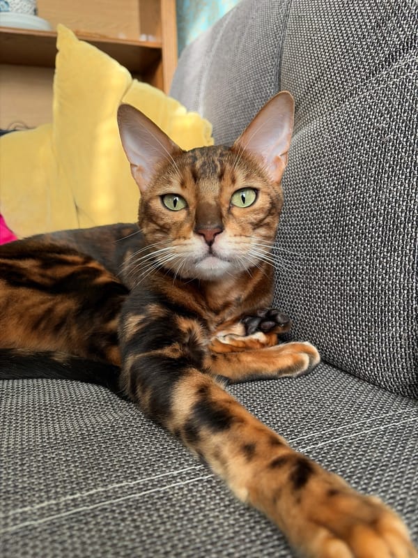 Bengal cat photographed lounging on sofa in Russian home