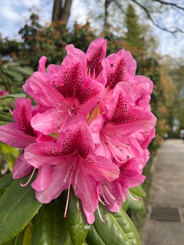 Pink rhododendrons bloom in Solingen, Germany