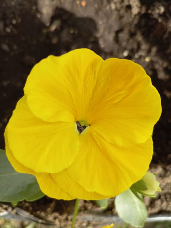 Spring flowers and willow tree documented in Hrodna