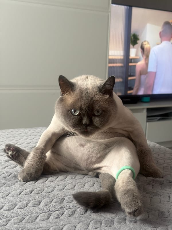 Siamese cat spotted relaxing indoors in Rostov-on-Don residence