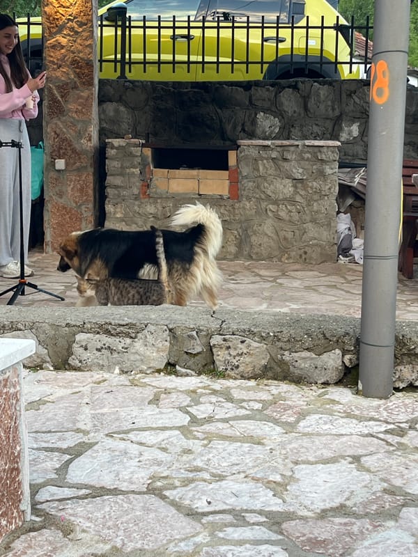Woman relaxes with dog and cat in rural Montenegro