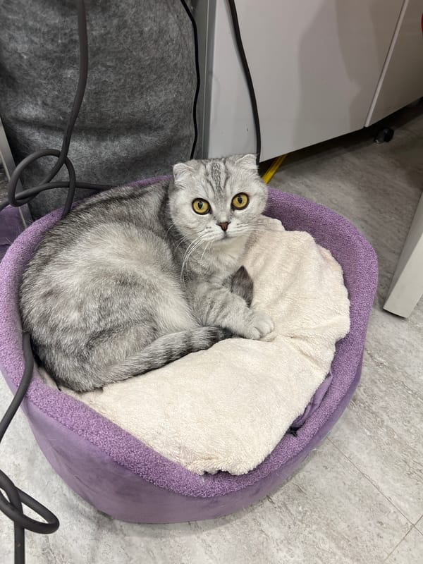 Gray tabby cat rests in purple bed, Cheboksary