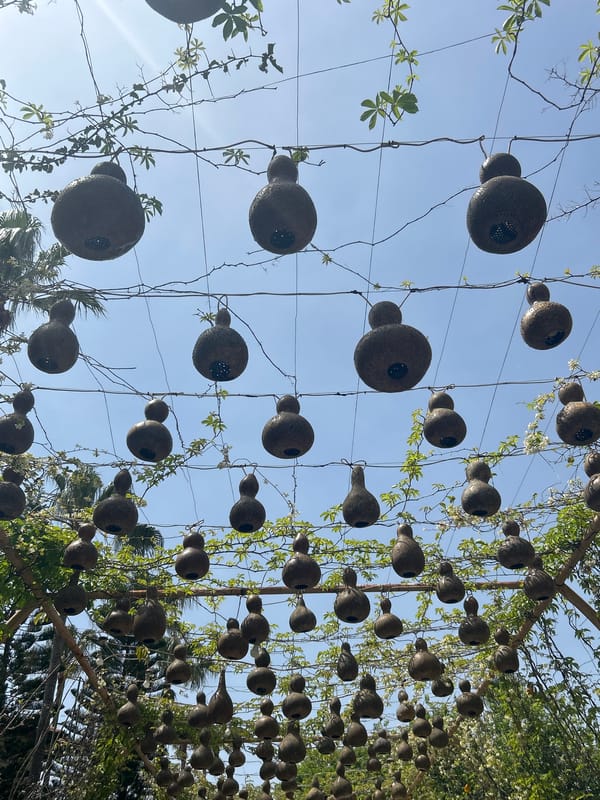 Gourd birdhouses spotted hanging on wire grids in Alanya