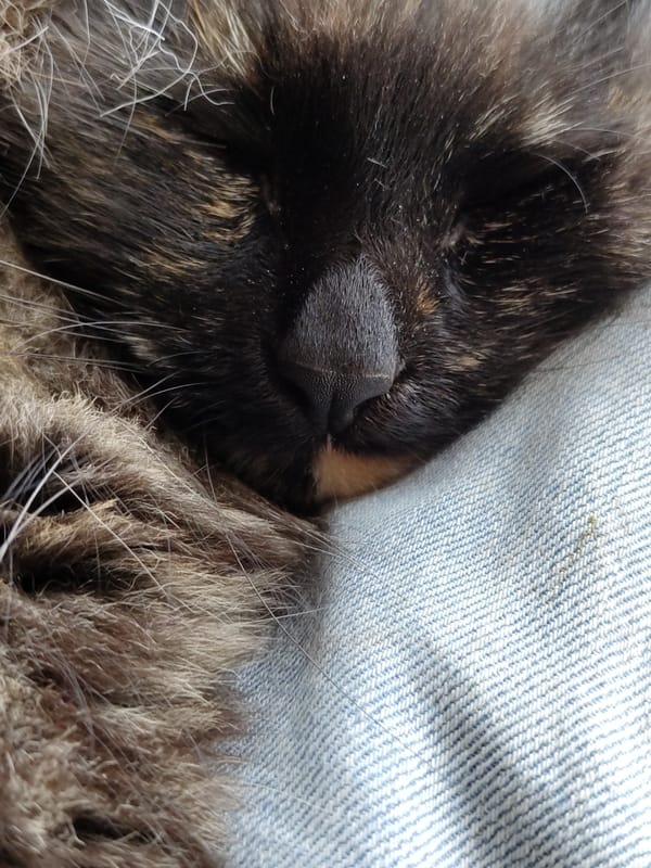 Cat rests against denim fabric in unidentified location