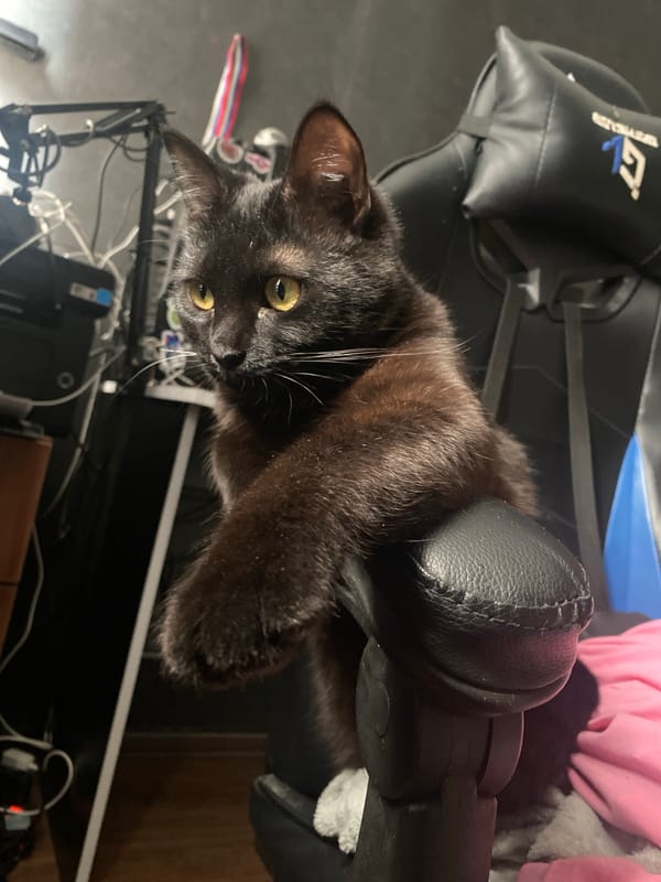 Black cat lounges on gaming chair in Izhevsk office