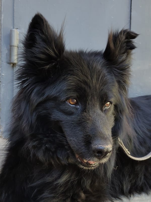 Black dog with amber eyes, photographed from every angle.
