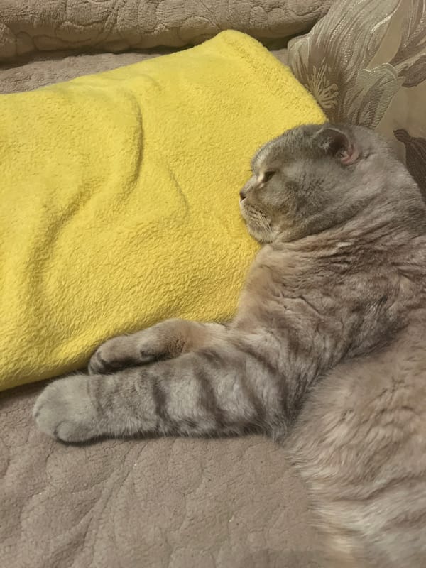 Tabby cat observed resting indoors in Chaikovsky, Russia
