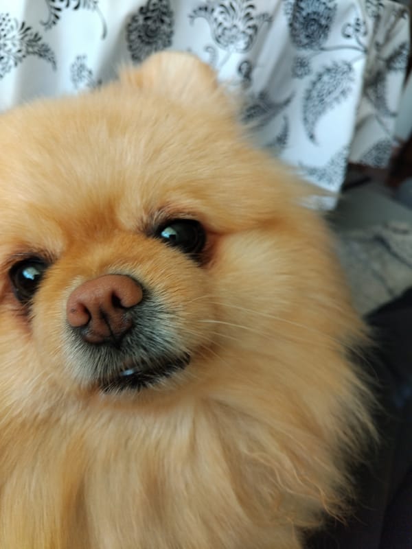 Pomeranian dog photographed resting indoors in Apriltsi, Bulgaria