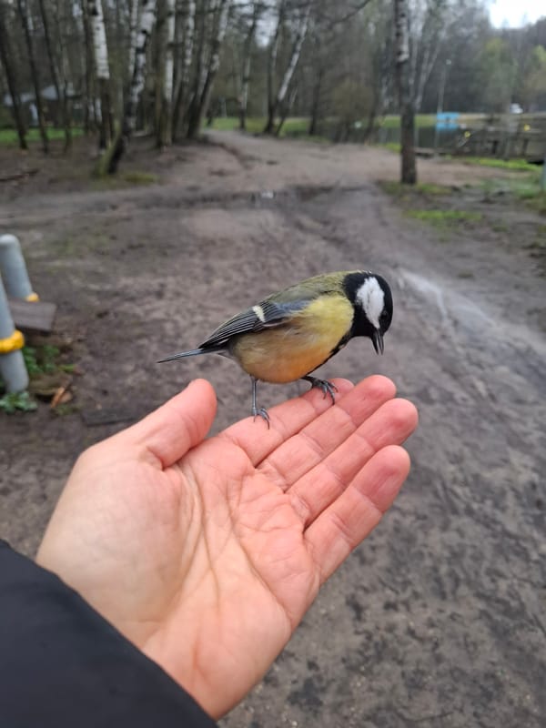 Person hand-feeds Great Tit birds in Moscow park