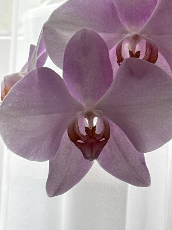 Orchids, cats, and garden flowers at a Moldovan home