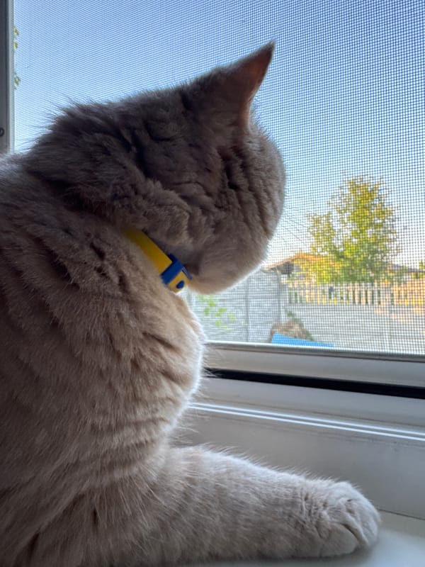 Cat on a windowsill, wine in hand, afternoon in.