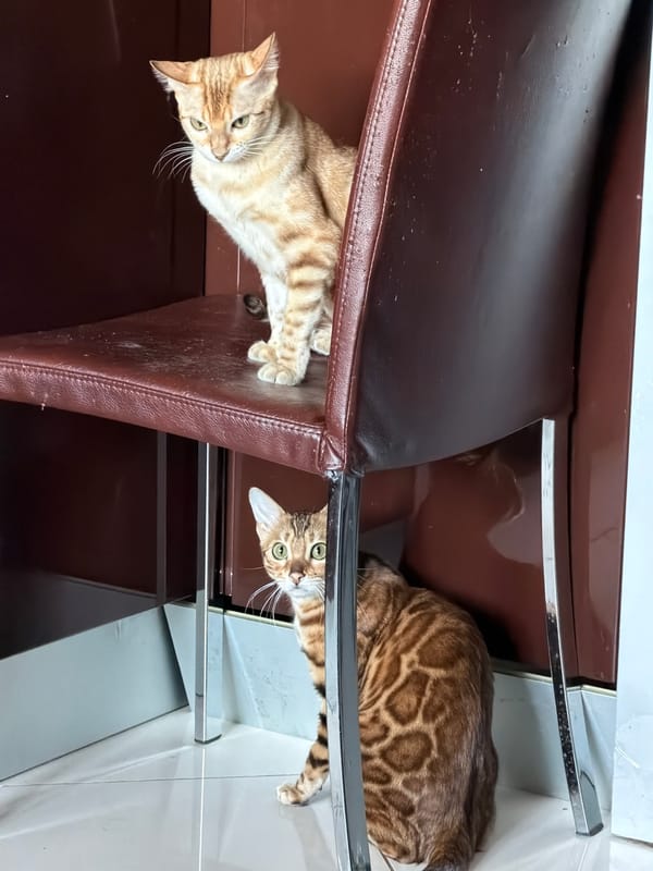 Two cats rest under chair in Russian home