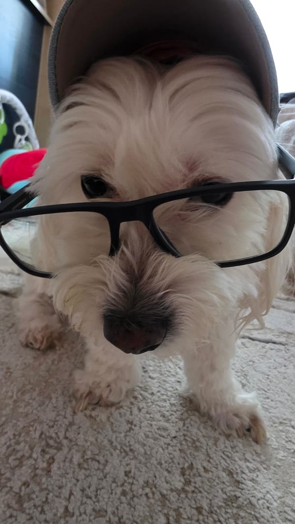 Dog in glasses photoshoot captured in Bulgaria morning session