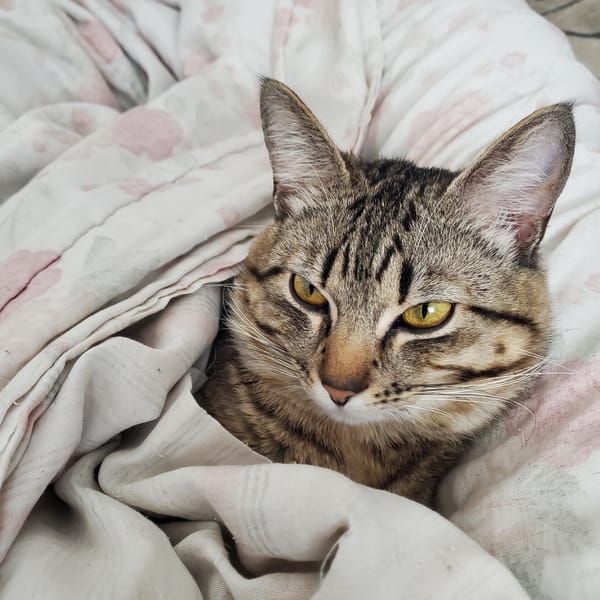 Tabby cat rests on floral bedding in Curitiba