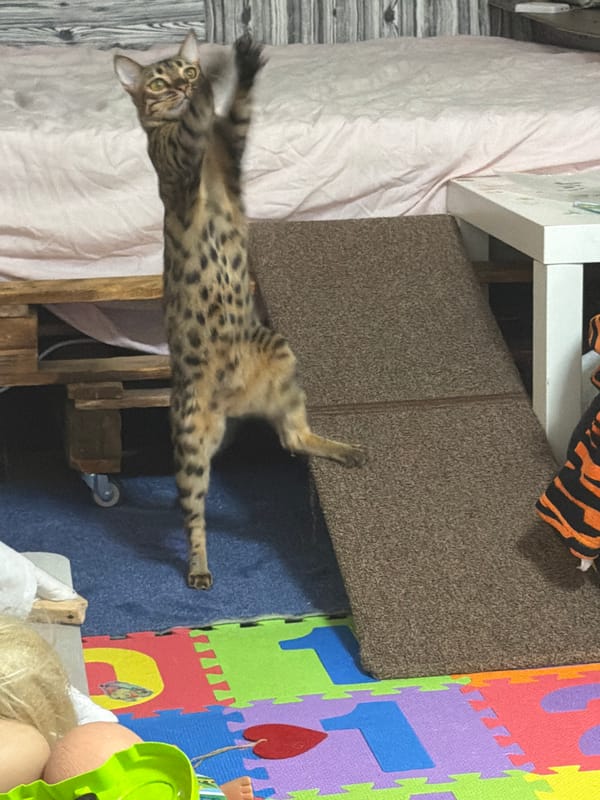 Cats and a dachshund doing their thing in a Dnipro home