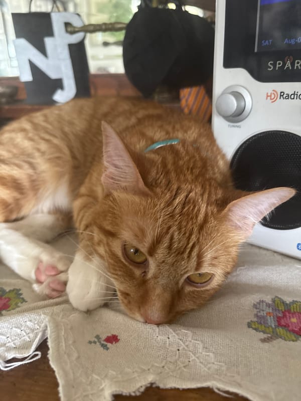 Orange tabby cat rests beside radio in Mexico City