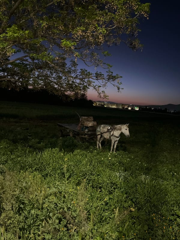 Cafe work session and resting donkey observed in Fez