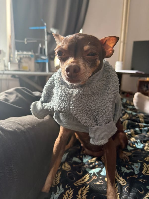 Chihuahua in blue sweater rests on lap in Saint Petersburg