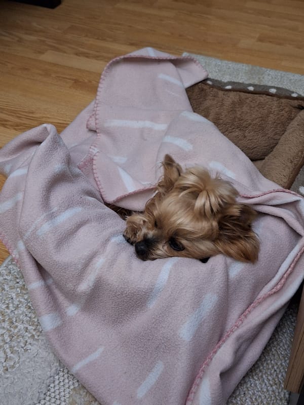 Yorkshire Terrier snuggled in striped blanket in Bulgaria
