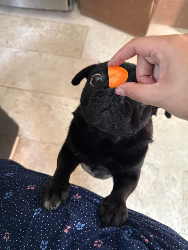 Owner feeds black pug treats at home in Mexico