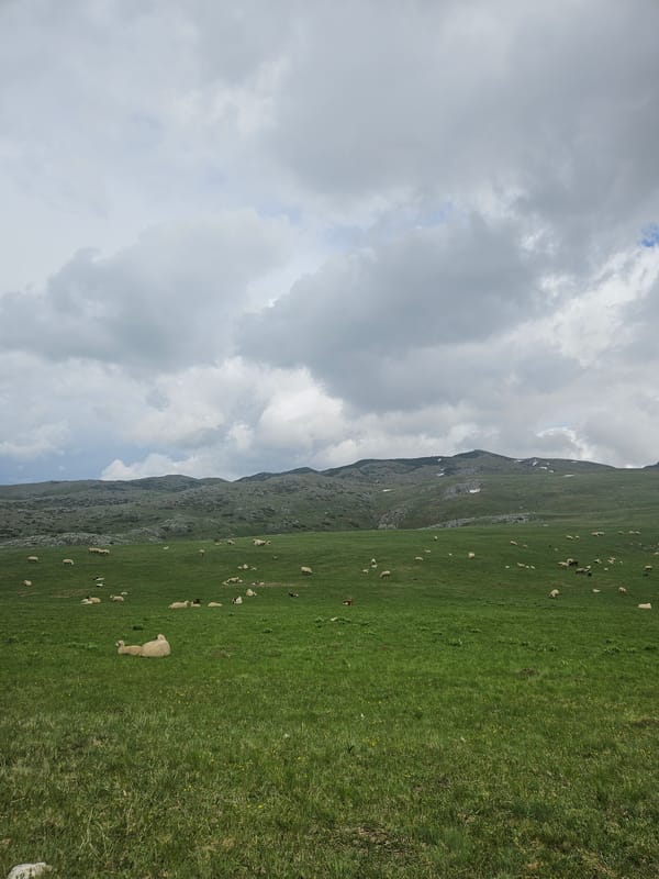 Sheep graze with lambs on Montenegro mountainside