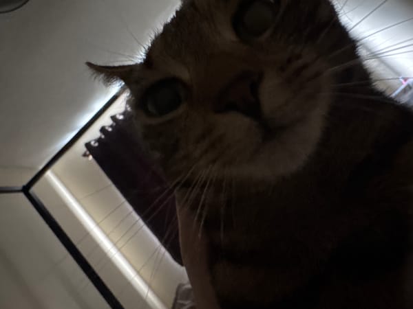 Cats photographed in close-up shots in Desborough
