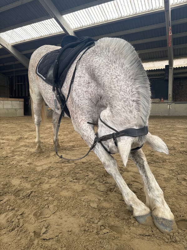 Horse resting in Belgian riding arena during morning session