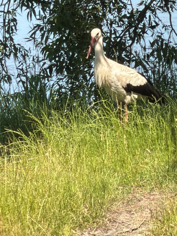 White stork and egret spotted in rural Ukraine