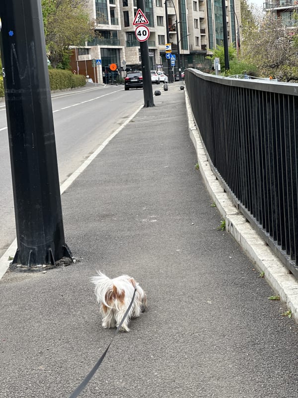 Small fluffy dog spotted during morning walk in Tbilisi