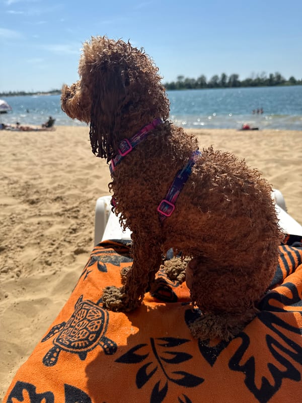 Relaxed beach day at Yelyzavetivka reservoir with a dog in tow