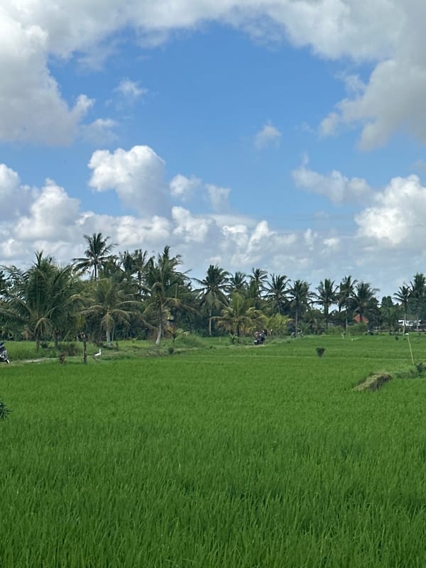 Rice farmers documented working fields near temple in Marga