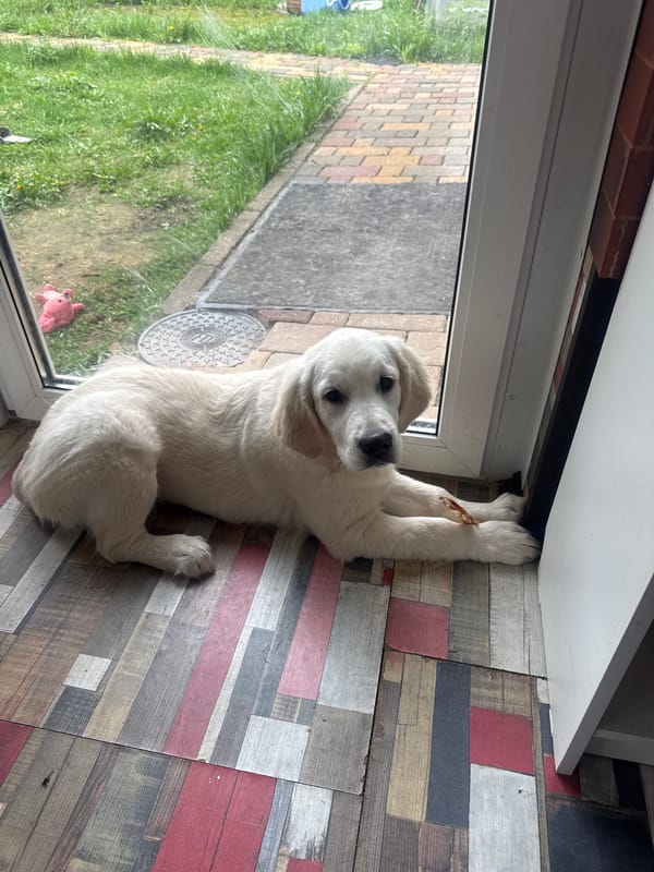 Golden retriever puppy plays with stick in Russia