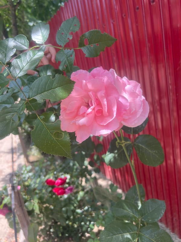 Summer morning in Bârnova: gardens, wildlife, and neighborhood streets