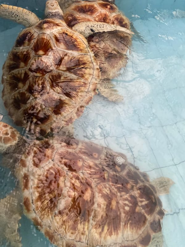 Bali morning mix: turtles, beach, bikes, and a resort setup