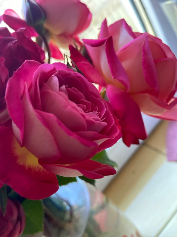 Pets, roses, and home life on a quiet Ukrainian morning