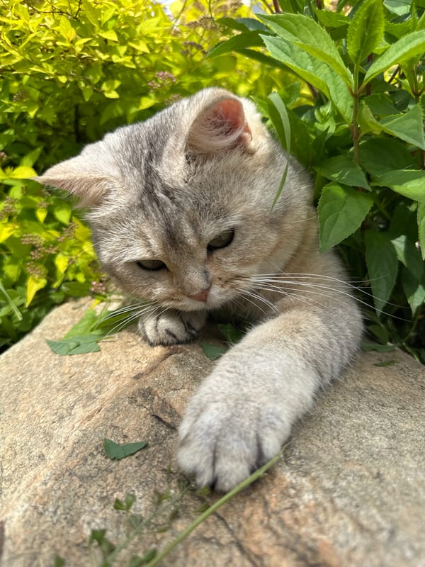 Cats in a garden: rocks, foliage, and a lot of lounging