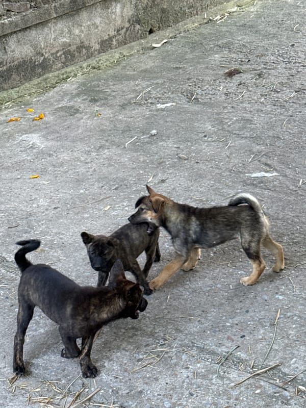 Puppies play, moon rises through bamboo in Hà Nội morning