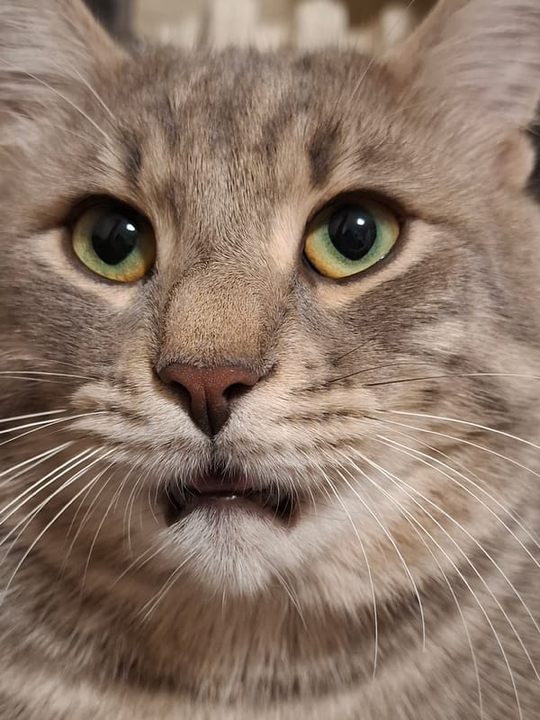 Gray tabby cat with green eyes spotted in close-up