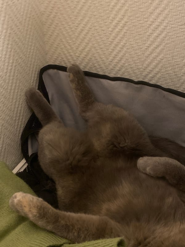 Cat sleeps peacefully indoors in Björklinge, Sweden