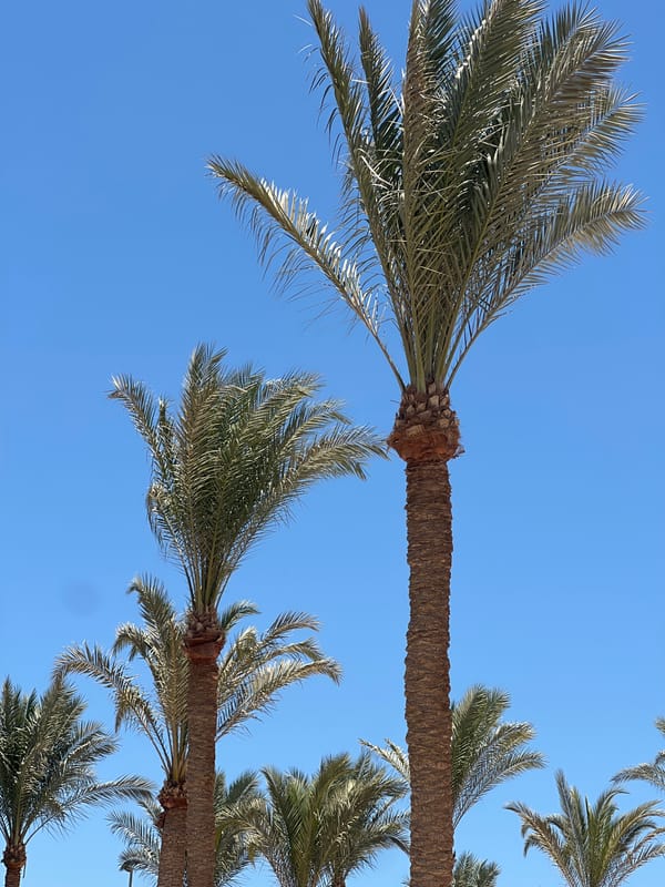 Palm-lined promenade in Sharm El Sheikh on a sunny morning