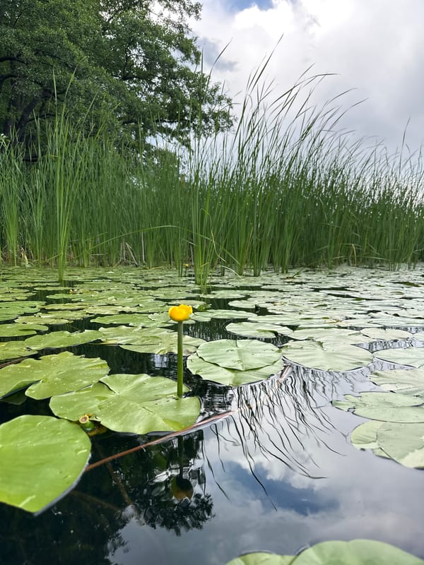 Paddleboarding a lily pad lake as a storm rolls into Lipetsk