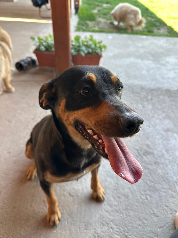 Dogs play in Bulgarian yard during Sunday morning